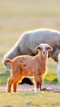 A little baby goat on field in spring