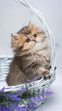 你家的猫咪是哪一种呢