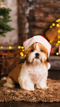 绝佳气质西施犬