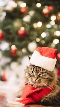 international_christmas (5)