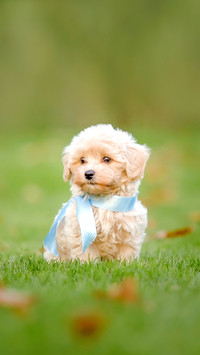 Adorable Maltese and Poodle mix Puppy
