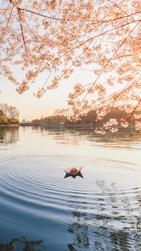 Cherry Blossoms are the Elves of Spring 2