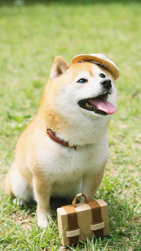 表情帝小柴犬