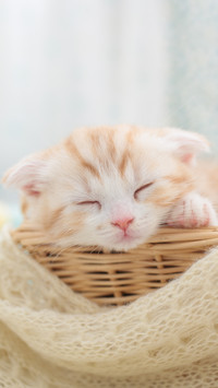 调皮的萌猫