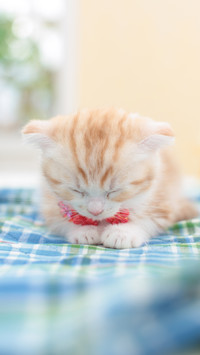 调皮的萌猫