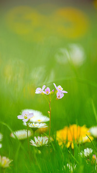 Flowers in the Corner