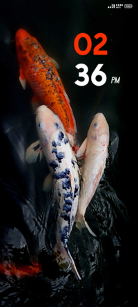Colorful Fish