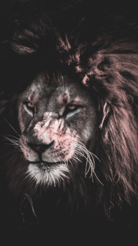 King Of Jungle