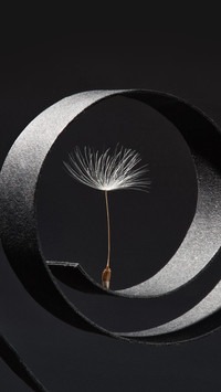Dandelion Seeds Photographed As a Fine Art Concept