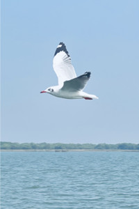 Flight.png