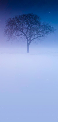 白雪枯树
