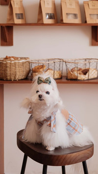 These festivals only belong to dog 2