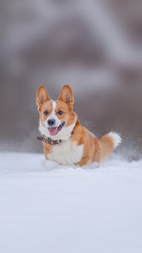 Corgi Running in the Snow
