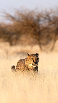 Cheetah in the African savannah waiting for prey Namibia