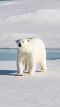 A young polar bear  playing on pack ice in Arctic sea