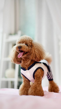 Dogs also need to supplement their nutrition 4