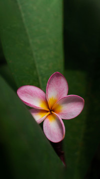 百花齐放 视觉盛宴