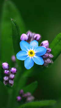 Fresh and natural wildflowers
