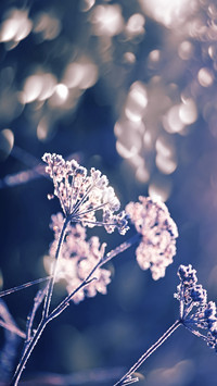 Flowers and plants