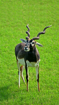 The most responsive animal 69