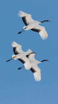 The secret of the God of wetlands 21