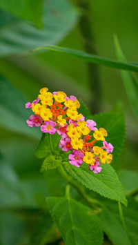 Plants that can be used to soak feet