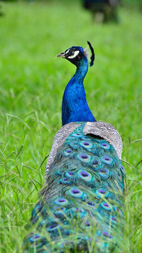 peacock
