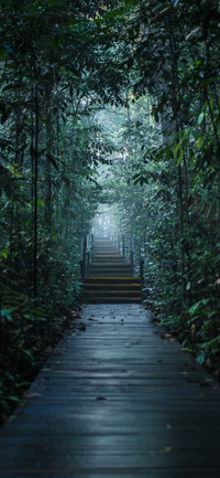白露未晞