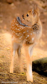 Shivansh Agarwal 