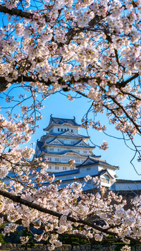 Spring cherry blossom-04