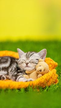 猫咪把你当什么