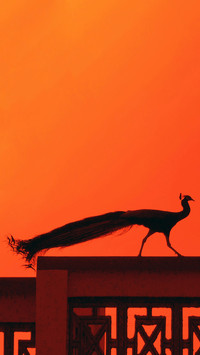 India-Peacock on Terrace