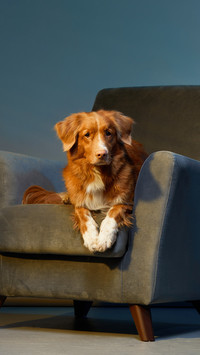 Dog on a chair. Nova Scotia duck toller retriever in studio