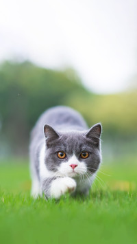 British short-haired cat playing on grass
