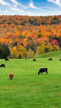 Cattle in the fields of vermont