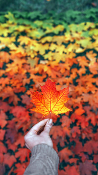 A leaf knows autumn
