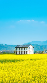 Rape Flower Field in Fuyang Rural Area of Hangzhou