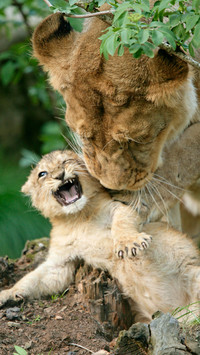 Asian lion cubs