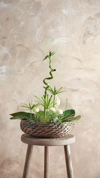 Decorative Greens, Enhancing Space with Natural Beauty