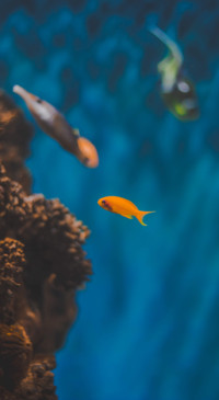 Underwater (1)
