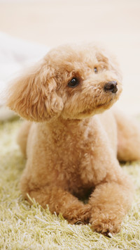 “泰迪熊式” 贵宾犬