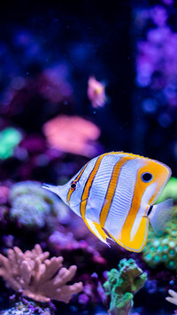 Threadfin Butterflyfish