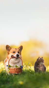 Striped cat and corgi dog with gift basket with flowers
