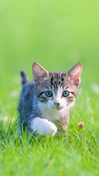 When should cats take a bath
