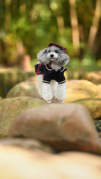 Is your dog healthy