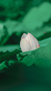 三伏天藏着的文化