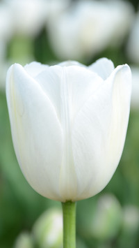 112279_1440x2560.jpg
