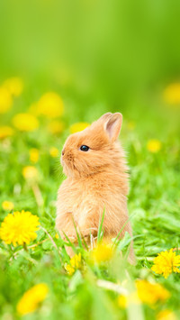 Little rabbit standing in flowers