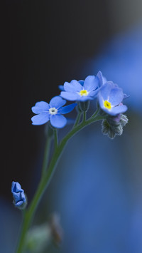 Small flowers for a cool summer 2