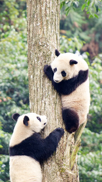 Selling cute pandas without Kung Fu 68